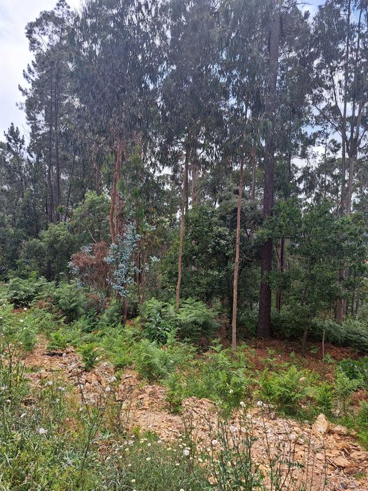 Terreno para construção em Milheirós de Poiares
