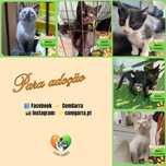 Gatinhos para adoção