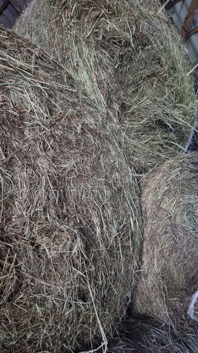 Siano w balach 120/120