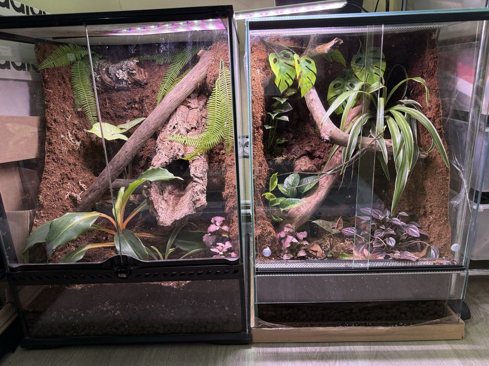 Terrarium tropikalne z żywymi roślinami dla drzewołazów, żab, gekonów