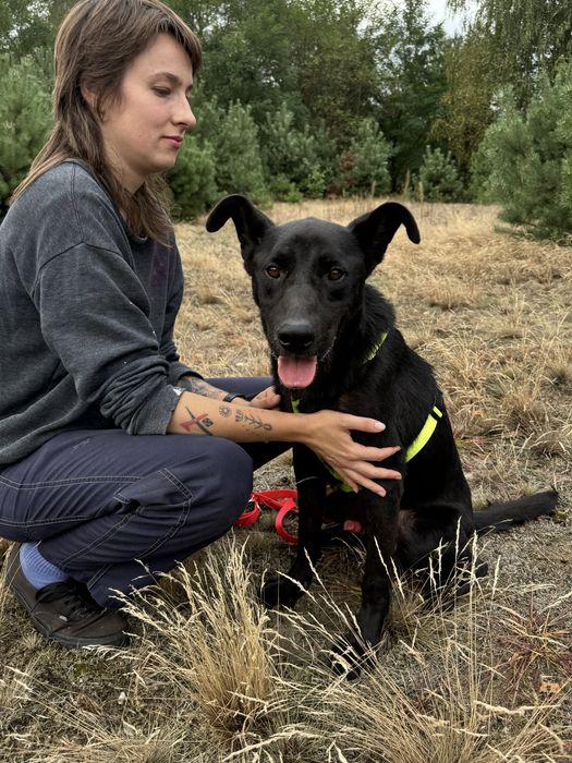 Batman w typie labradora szuka domu. Adoptuj!