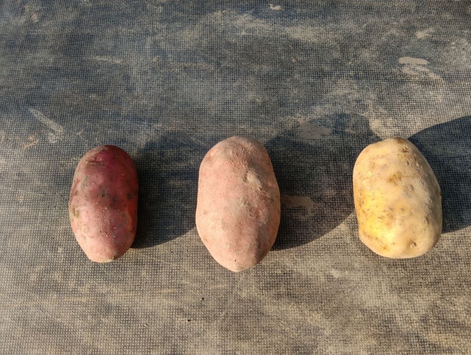 Ziemniaki bellarosa, Soraya, Red Sonia