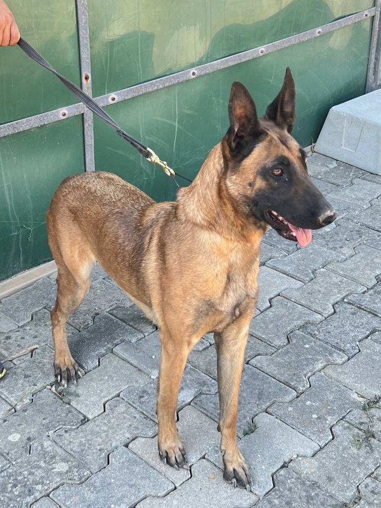Pastor belga malinois top Mundial
