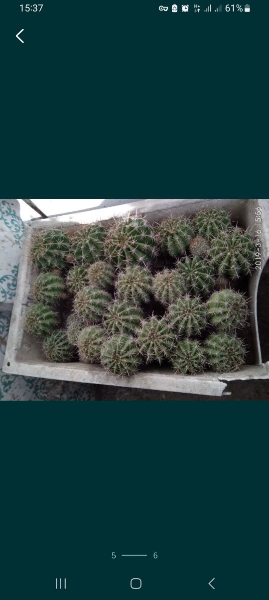 Детки кактуса недорого