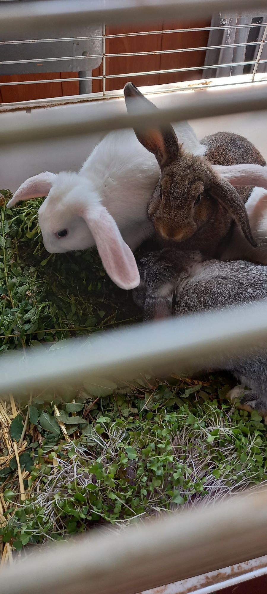 Кролики 3 місяці
