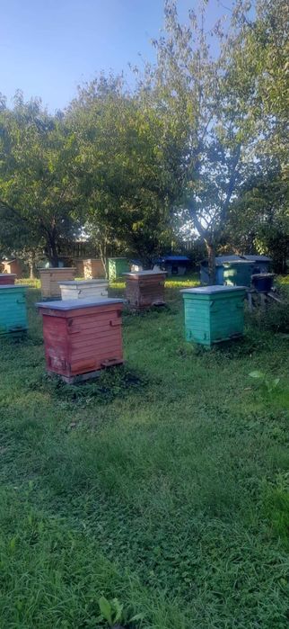 ule z rodzinami pszczelimi