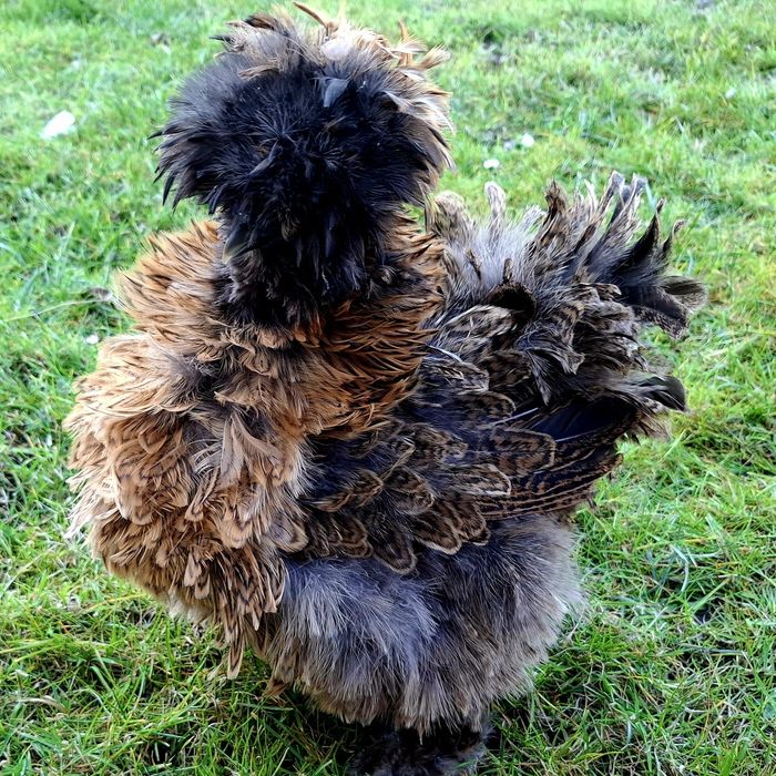 Jajka lęgowe silka jedwabista USA