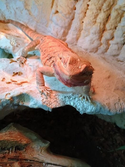 Agama brodata Orange