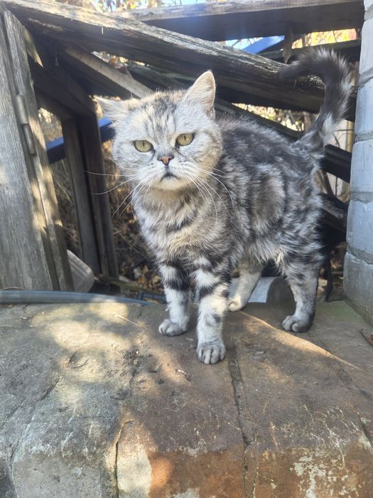 Бесплатно британка