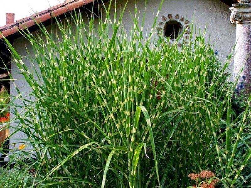 Міскантус  Зебріна , Монінг Лайт , Кабарет