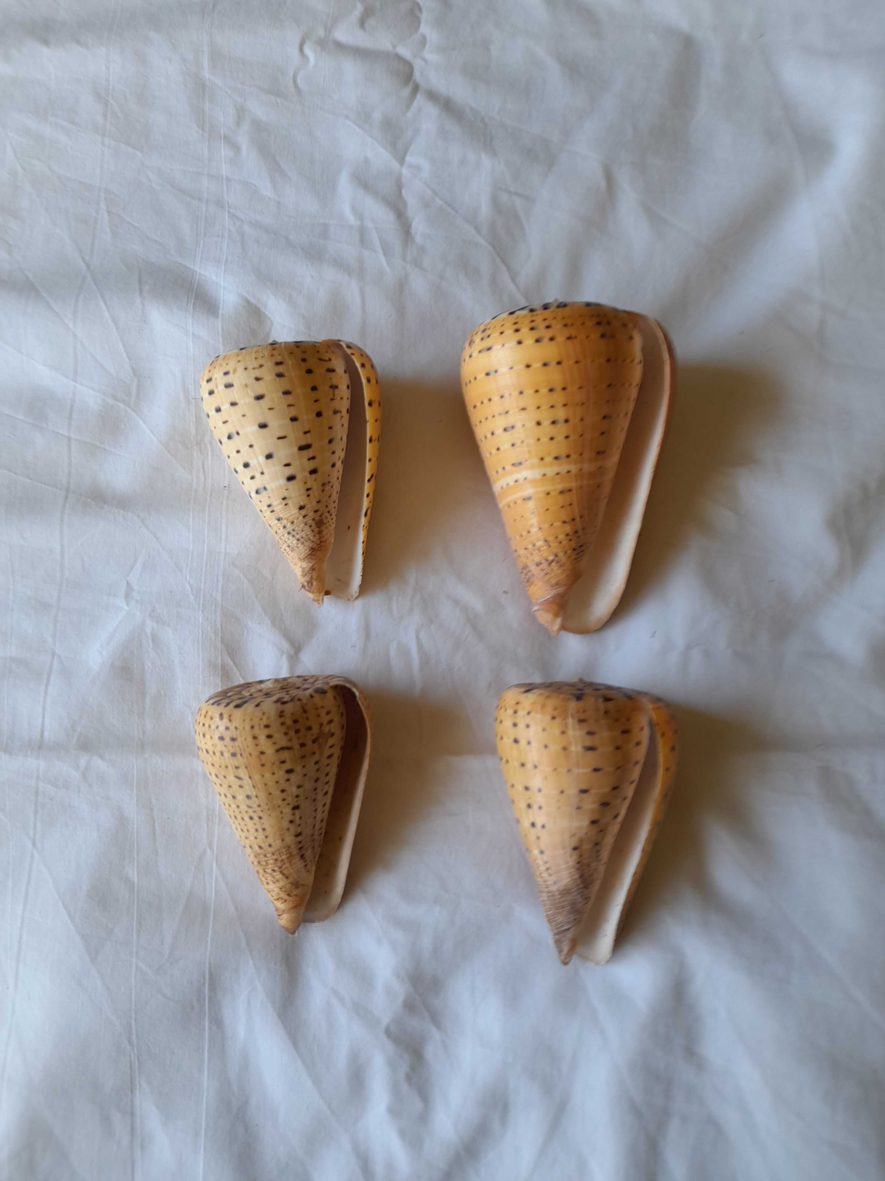 Conjunto 4 conchas marinhas cone betulinus