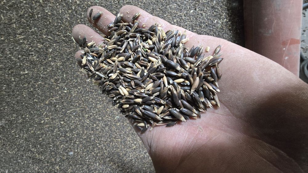 Owies czarny odmiana Gniady po centrali