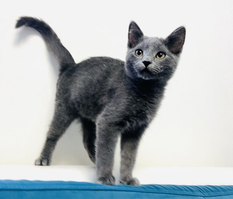 Гарненький хлопчик в добрі руки