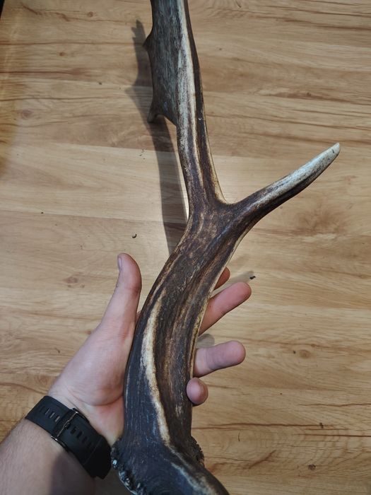 Poroże jelenia zrzuty mylkusy Daniela