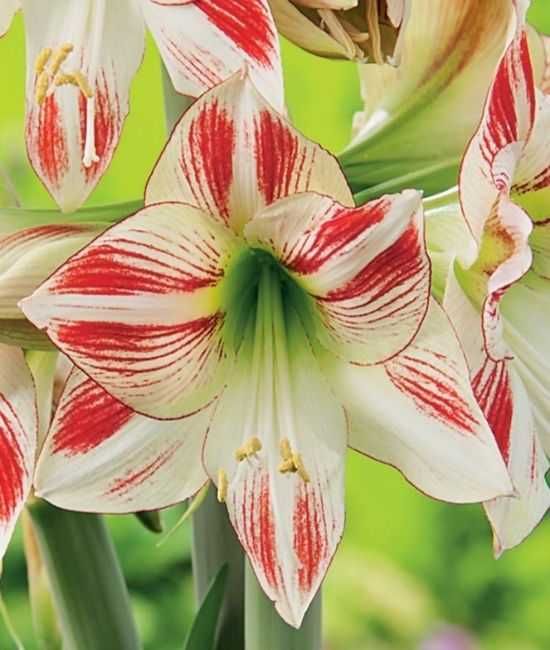 Hippeastrum (zwartnica, amarylis) 4 cebulki za 56 zł