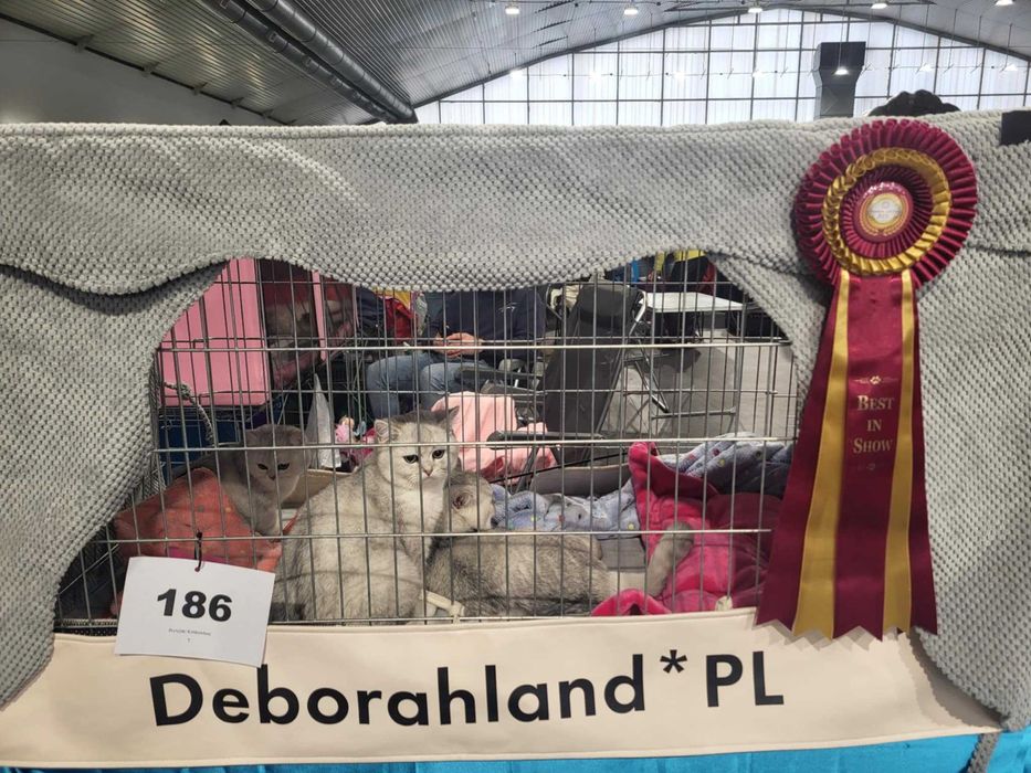 Kocięta Brytyjskie Srebrne Krótkowłose, kot brytyjski, kotka