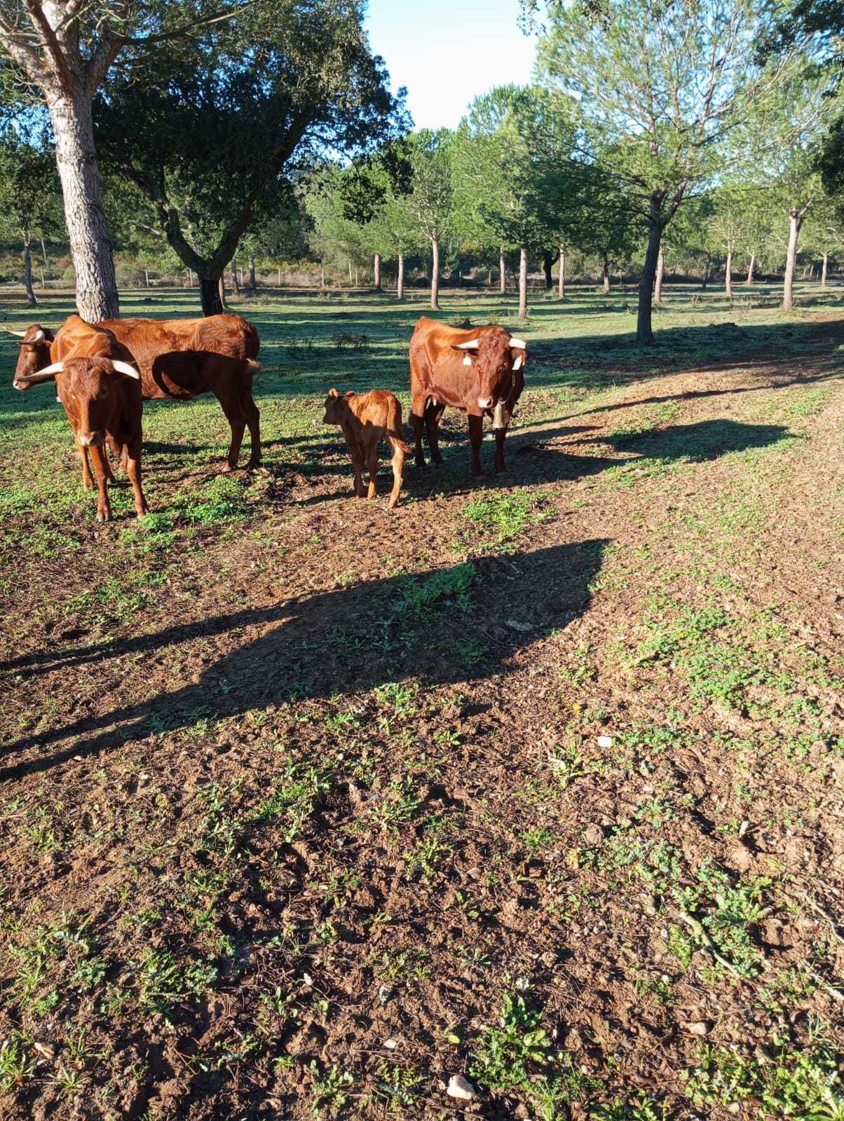 Novilhas Mertolengas puras e registadas