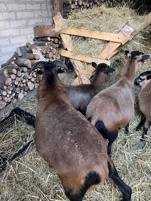 Baran/tryk kamerunski