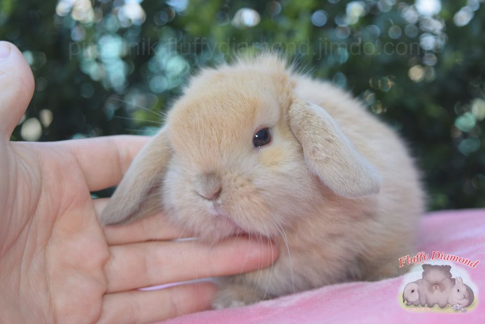 Карликовые кролики-малыши. Крольчата для детей и взрослых! Питомник