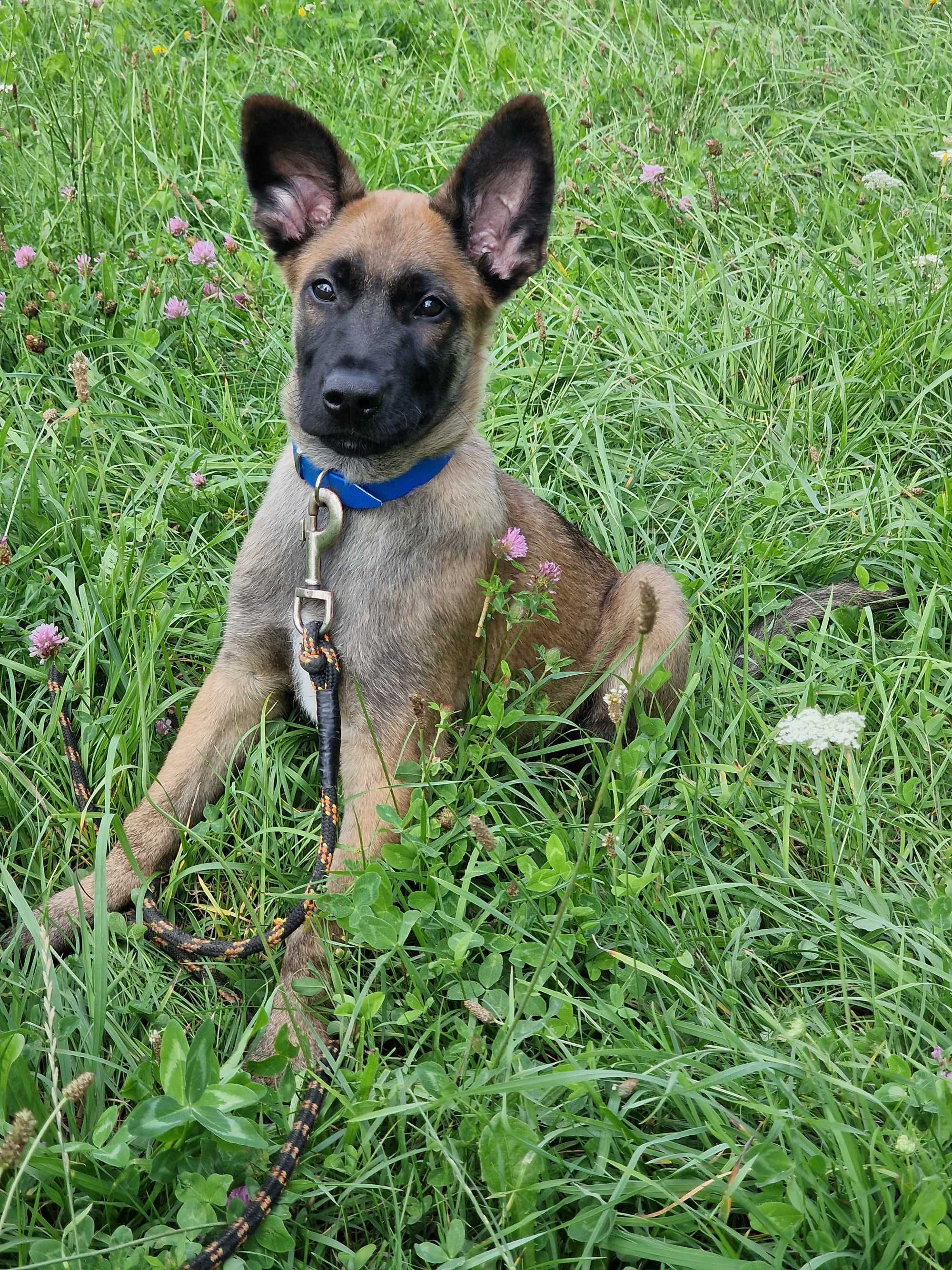 Owczarek belgijski Malinois FCI-piesek