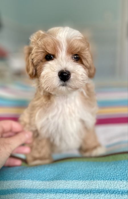 Maltipoo sunia F1
