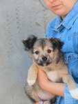 Rocky- cudny puchaty szczeniaczek ADOPCJA