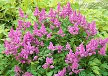 Tawułka chińska Pumila Astilbe chinensis Pumila