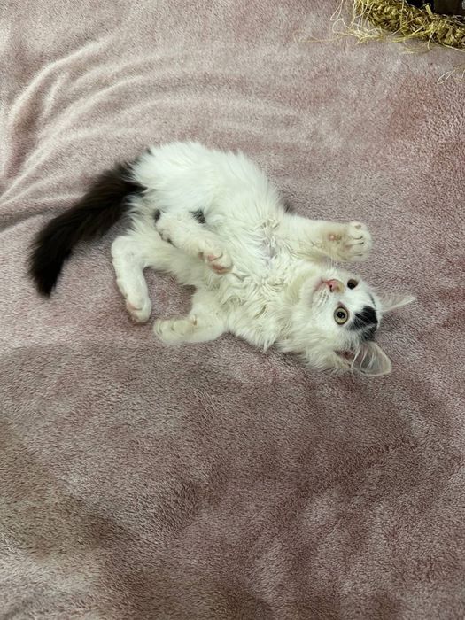 Отдам в хорошие руки