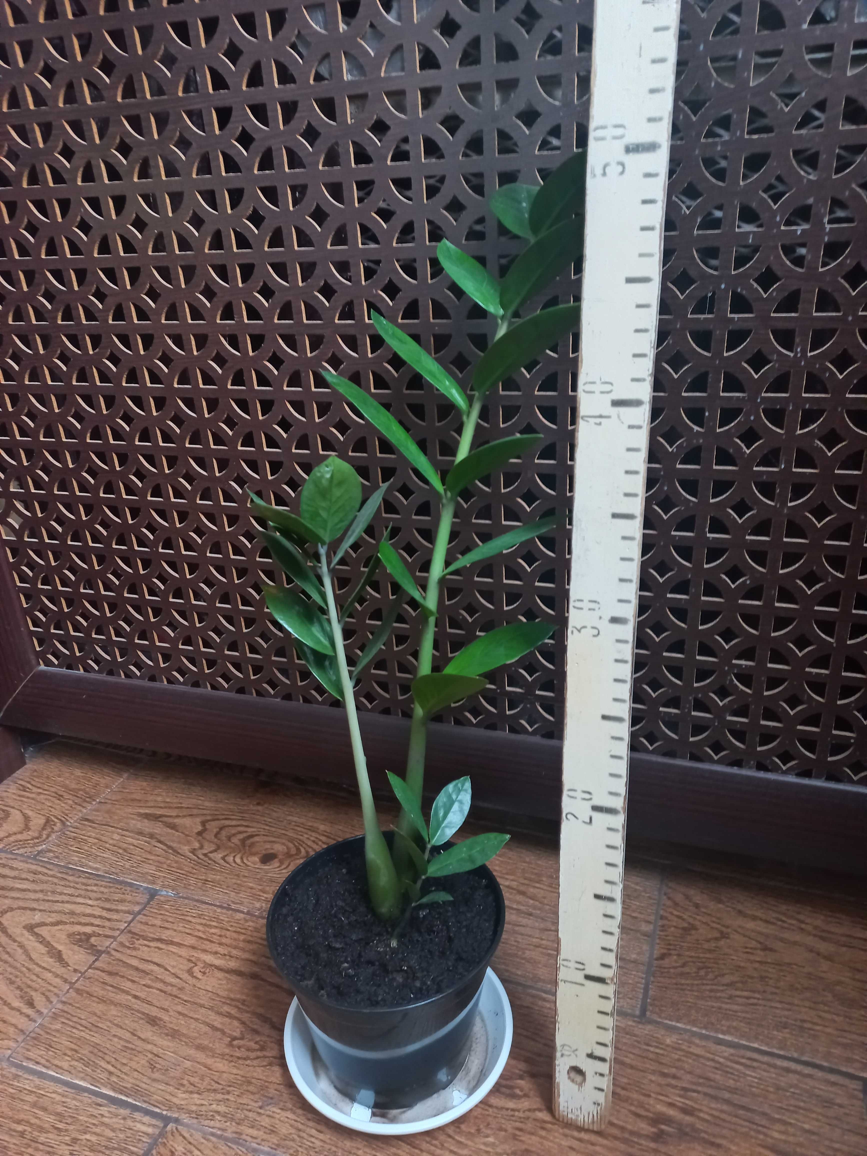 Заміокулькас замиокулькас 50 см Долорове дерево