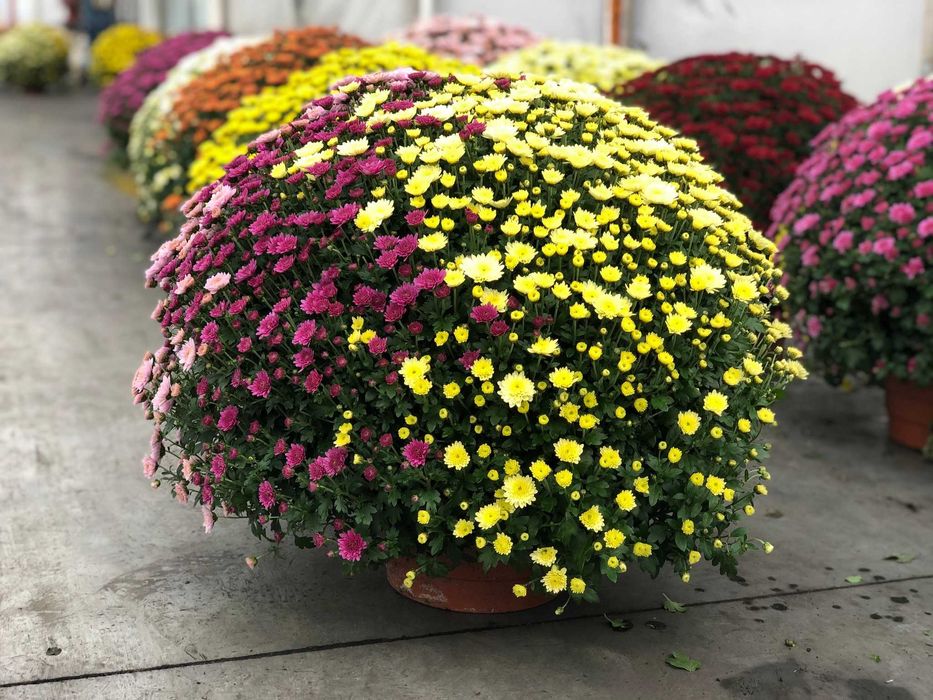 Chryzantemy, chryzantema, szeroki wybór