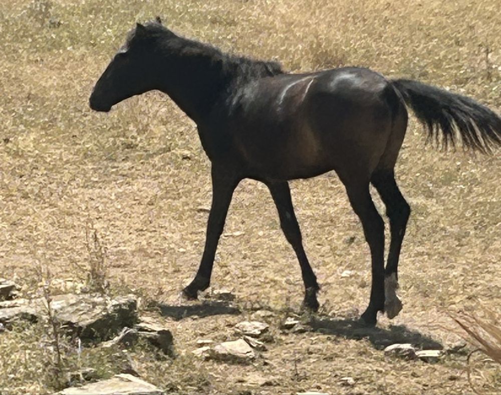 Poldros cruzados de lusitano