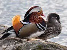 Patos mandarins, carolinos,