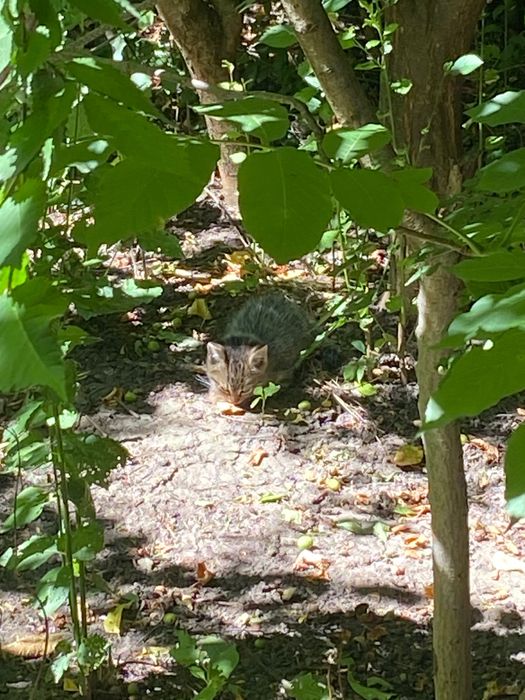 Котики у гарні руки