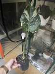 Monstera thai constellation