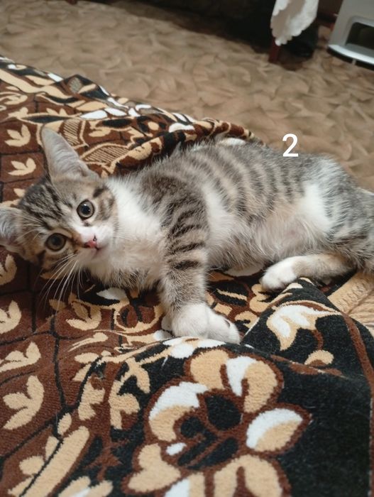 Віддамо котиків у добрі руки.