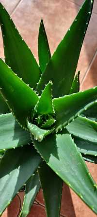 Aloes aloe vera sukulent roślina lecznicza