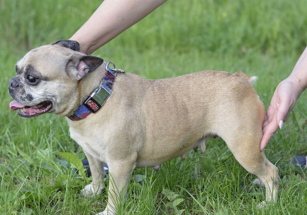 Французька леді.