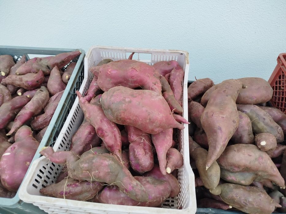 Batata doce nova
