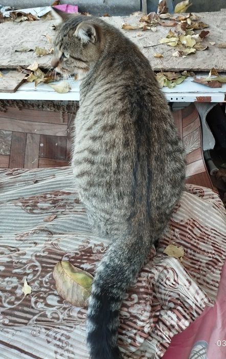 Кот Полосатик ищет дом