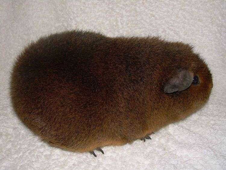 Роскошные морские свинки, гладкошерстные, эксклюзивного окраса