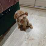 Maltipoo ,maltańczyk & pudel toy ,piesek ,kąplet szczepień