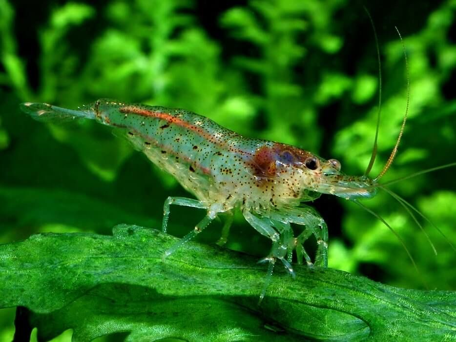 Neocaridina heteropoda/криветка неокардина