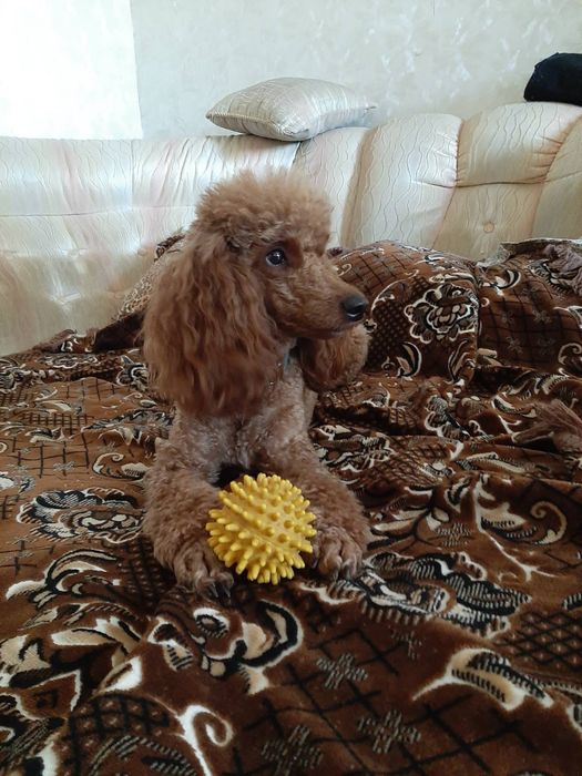 Вязка мальчика карликового пуделя. Харьков