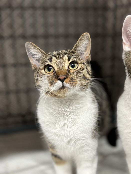 Bianca i Fabio do adopcji