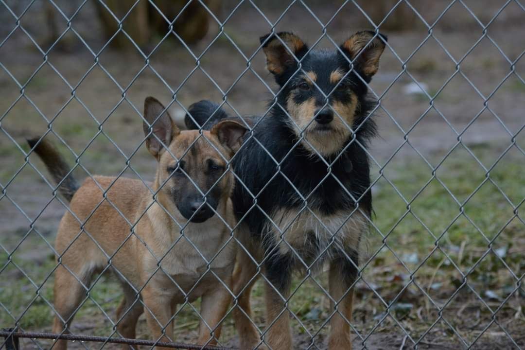 LEOŚ cudowny szczeniak do adopcji!!!