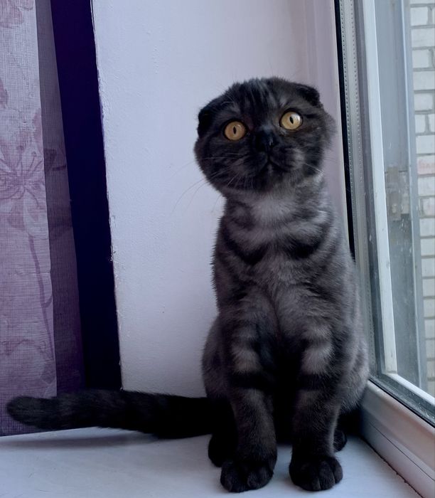 Шотландский вислоухий котик
