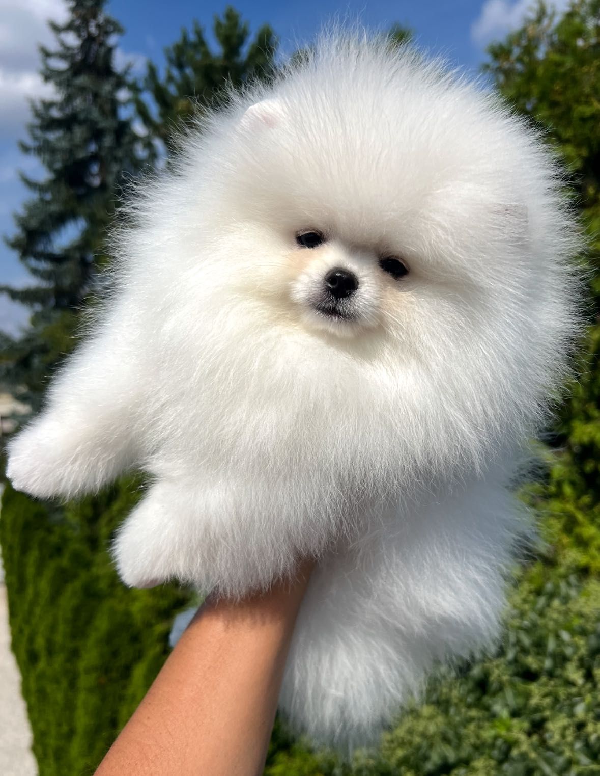 Szpic miniaturowy FCI zkwp samiec Pomeranian