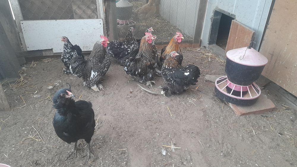 Sprzedam Kogutki Kochiny