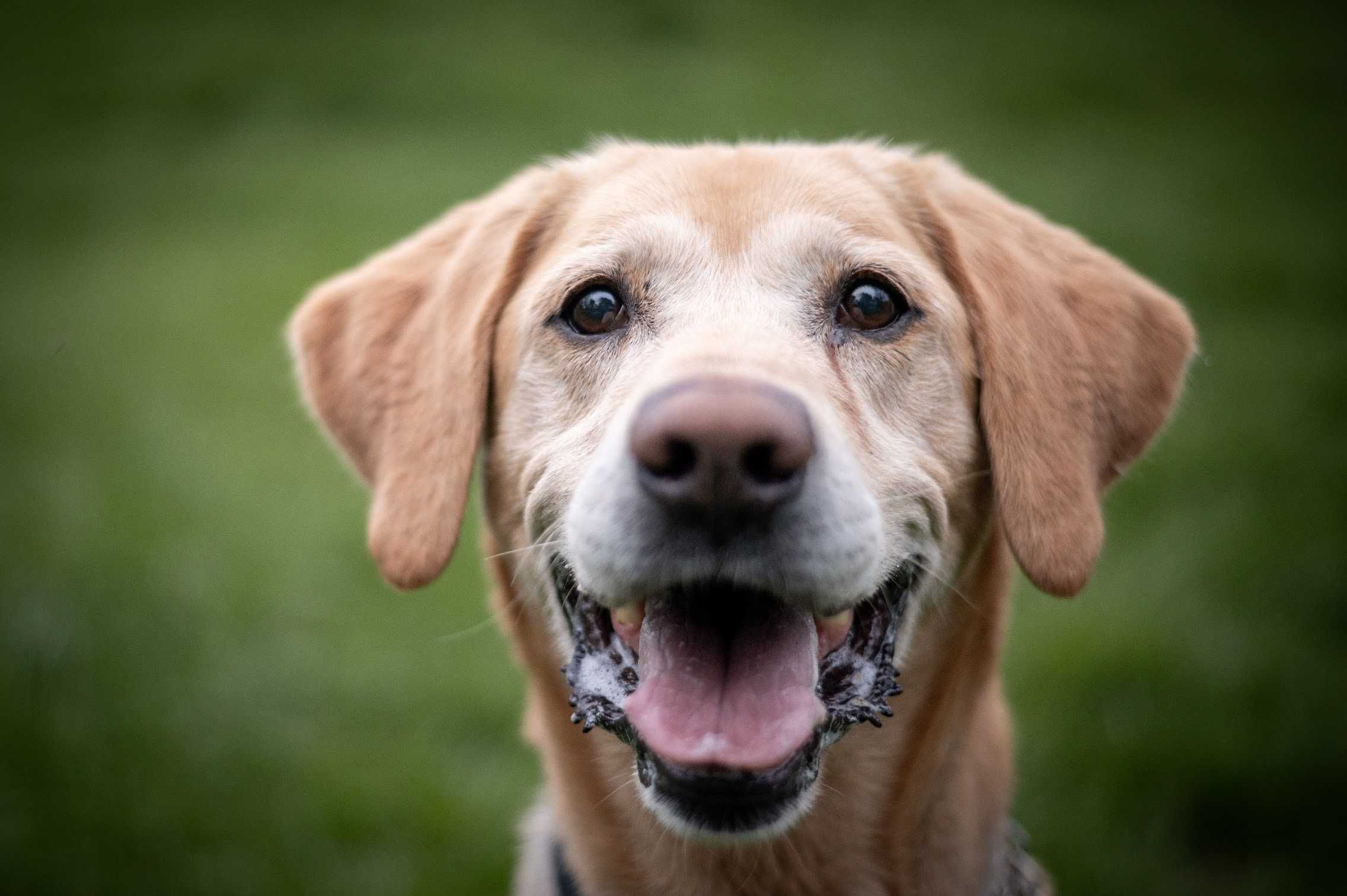 Pełen miłości piękny BODO mix labrador marzy o domu!