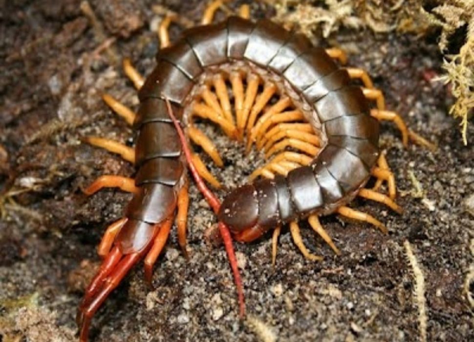 Scolopendra subspinipes+terrarium